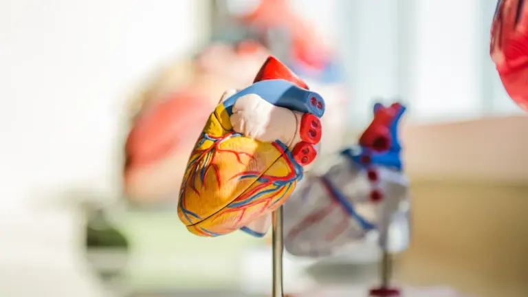 Anatomisks cilvēka sirds modelis uz statīva ārsta kabineta vai klīnikas fonā.