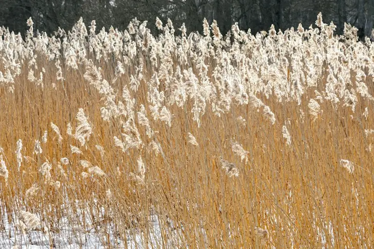Rīgas pirmais rudens sals: vai līdz 31. oktobrim būs zem 0 °C?